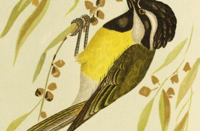 Western Shriketit