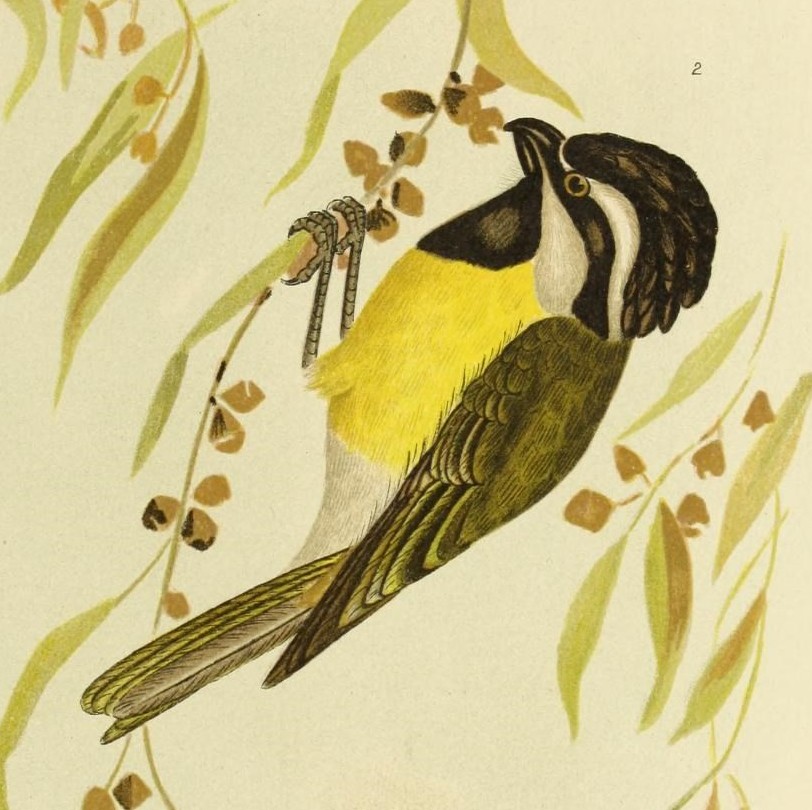Western Shriketit
