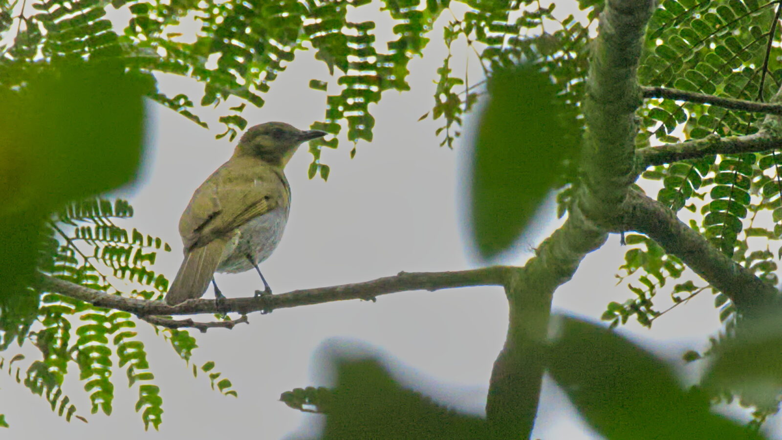 Falkenstein’s Greenbul