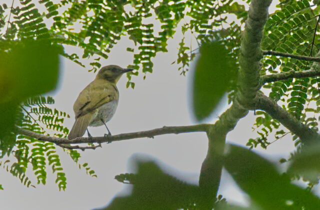 Falkenstein’s Greenbul