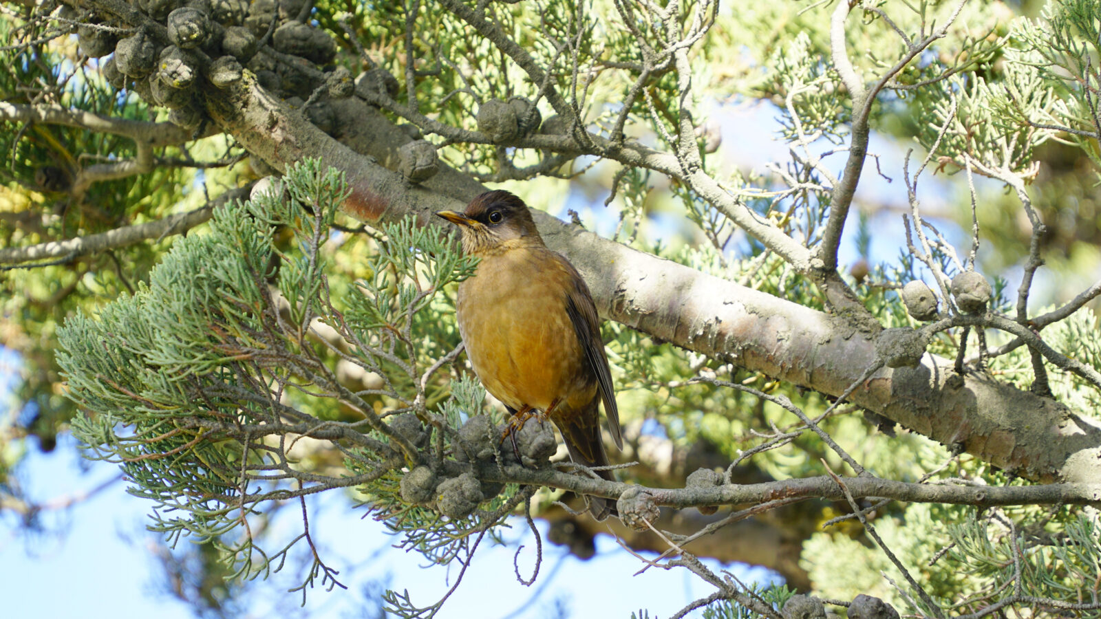 Austral Thrush