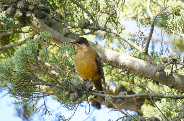 Austral Thrush