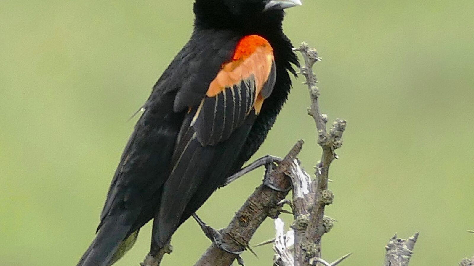 Fan-tailed Widowbird