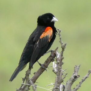 Fan-tailed Widowbird