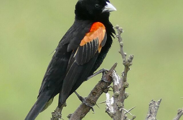 Fan-tailed Widowbird