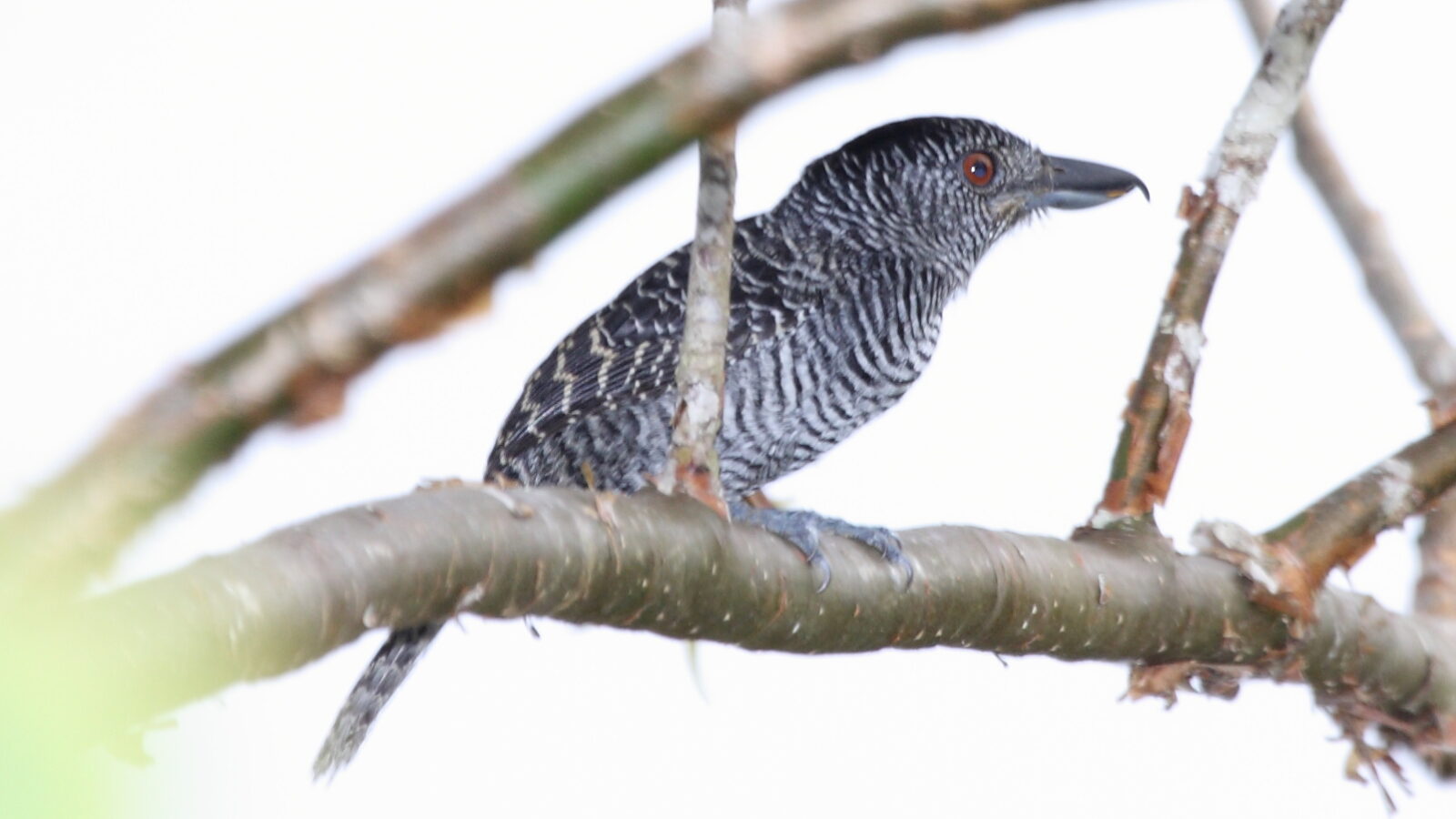 Fasciated Antshrike
