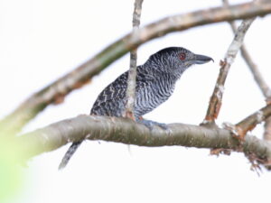 Fasciated Antshrike