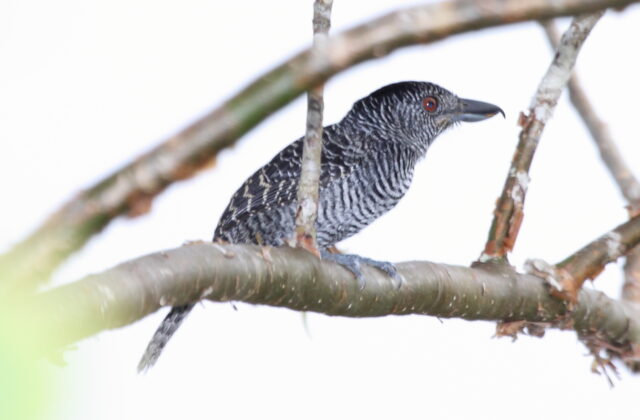 Fasciated Antshrike