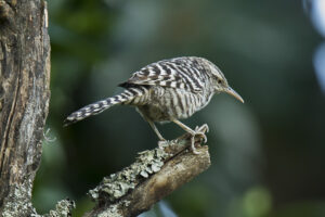 Fasciated Wren