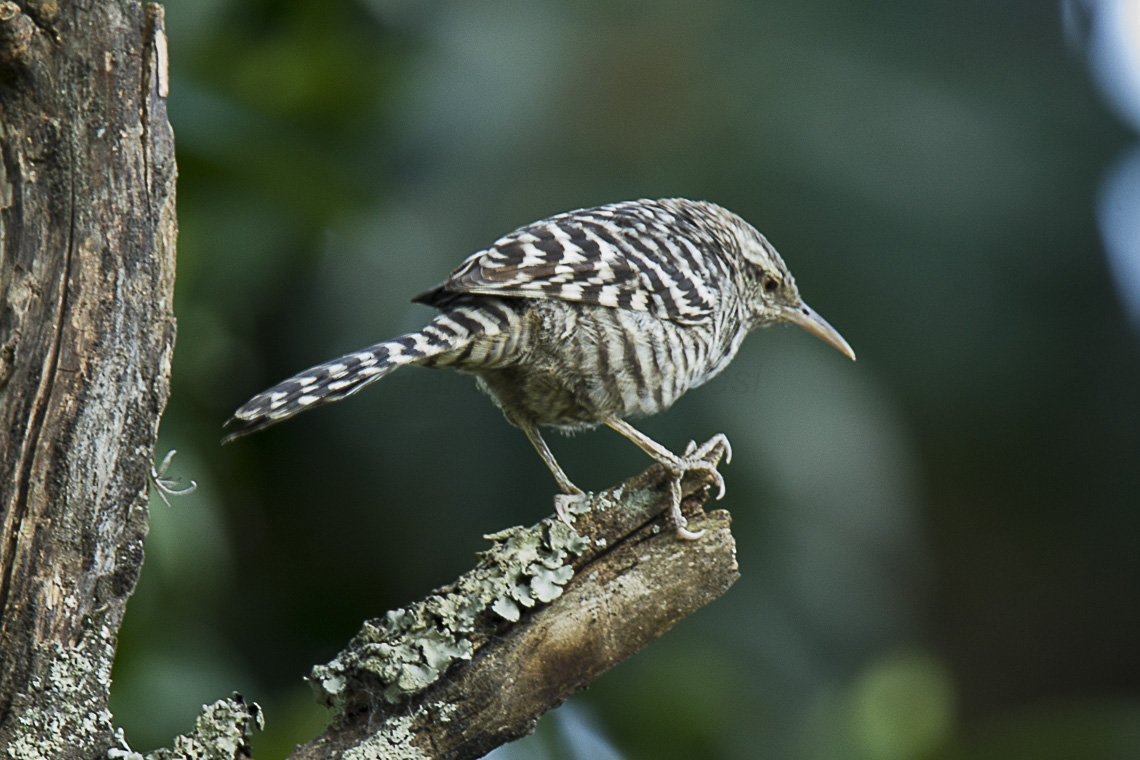 Fasciated Wren