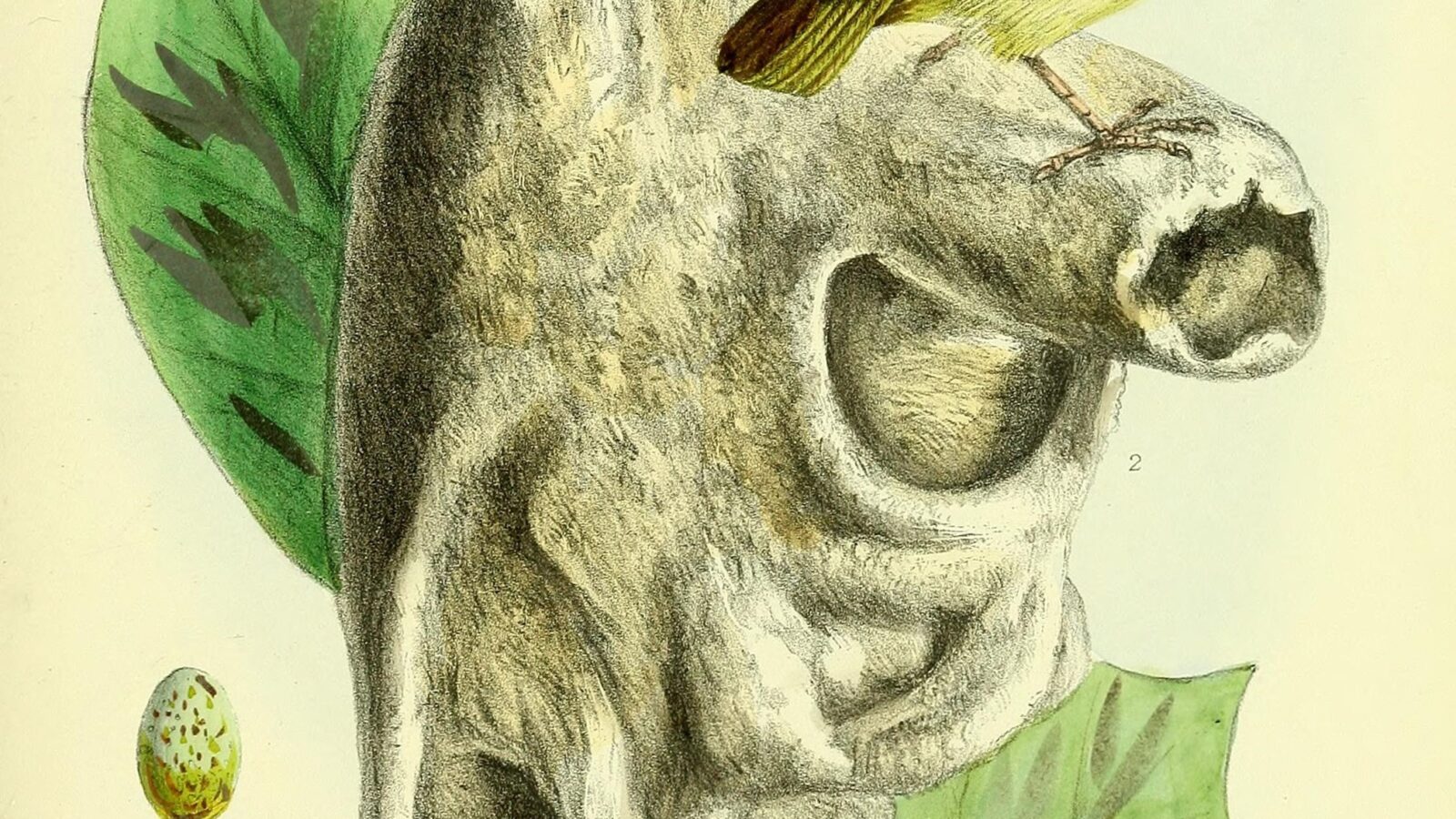 Yellow Penduline Tit