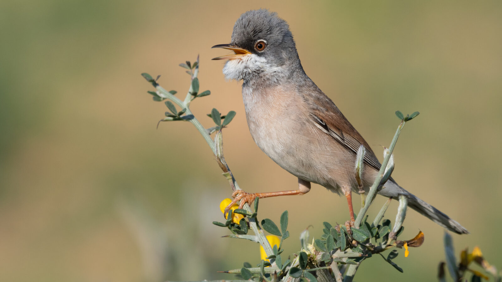 Spectacled Warbler