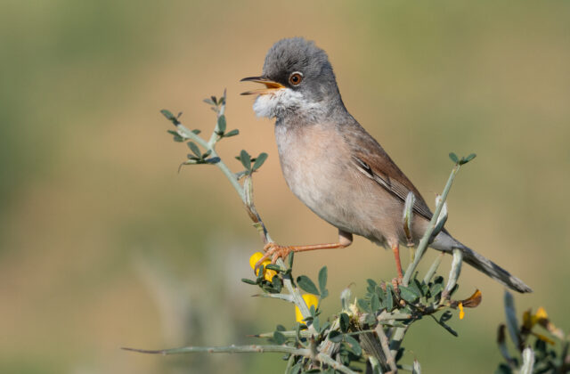 Spectacled Warbler
