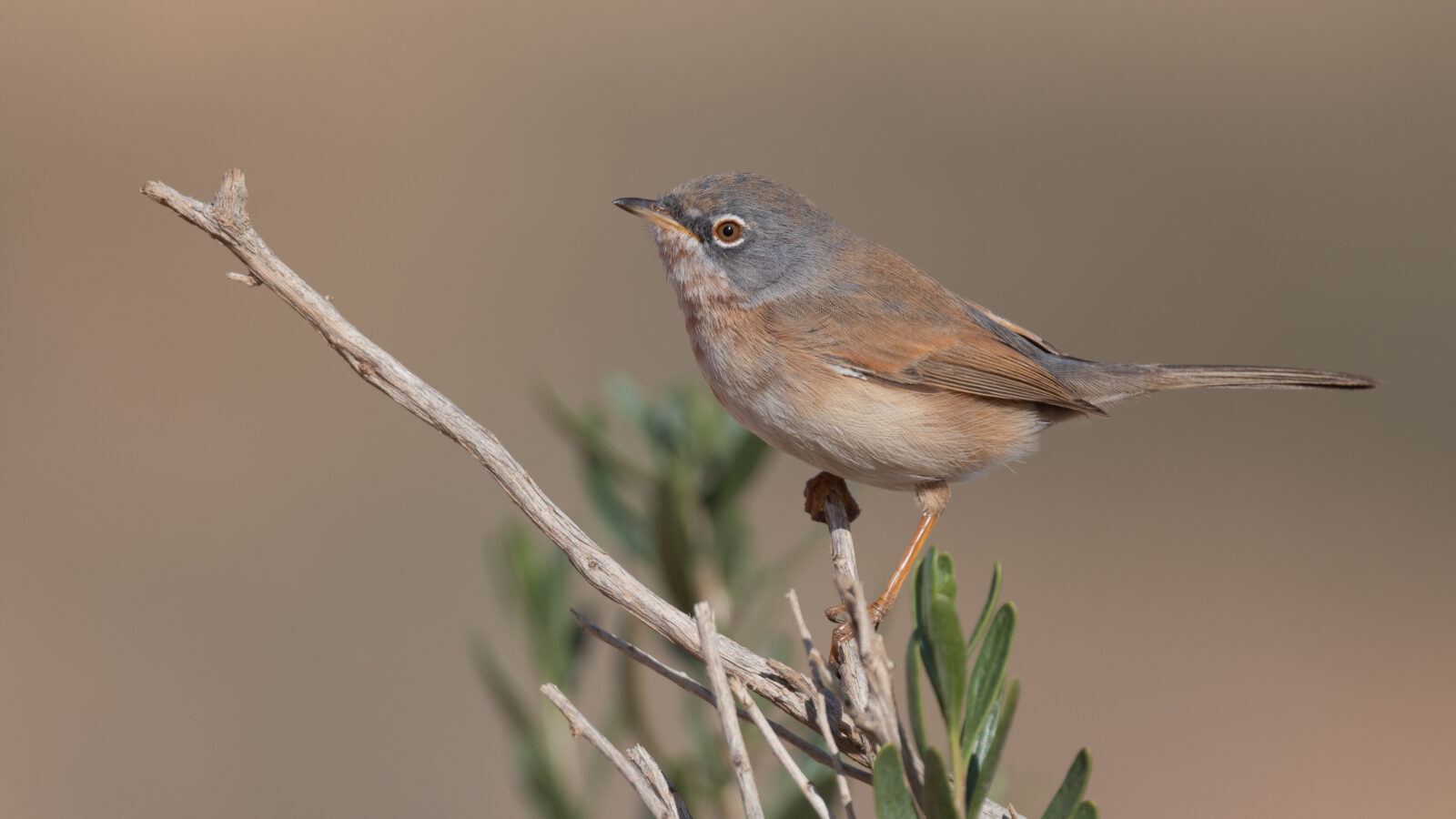 Tristram’s Warbler