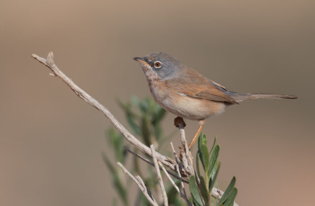 Tristram’s Warbler