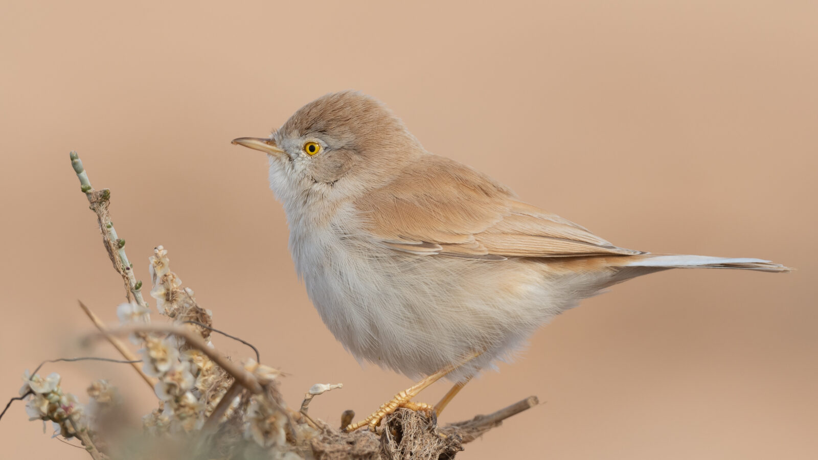 African Desert Warbler