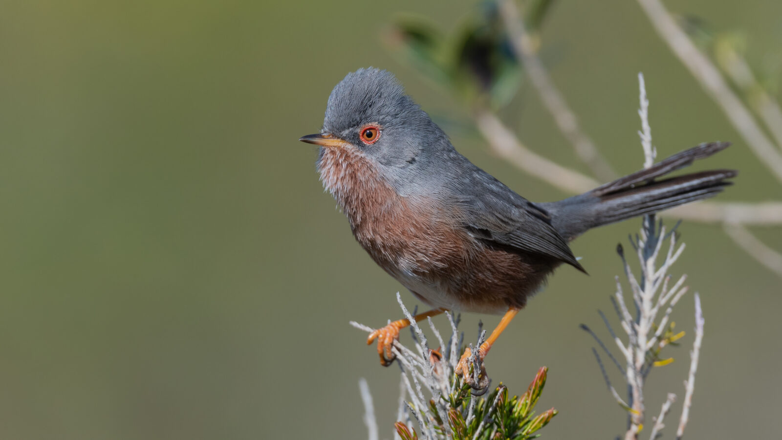 Dartford Warbler