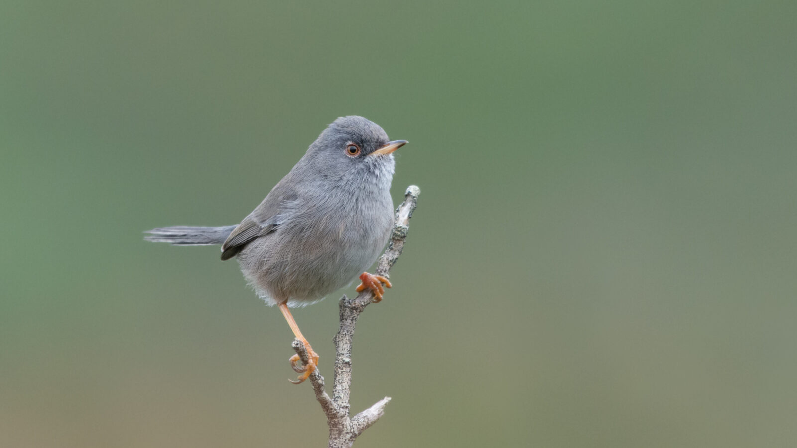 Marmora’s Warbler