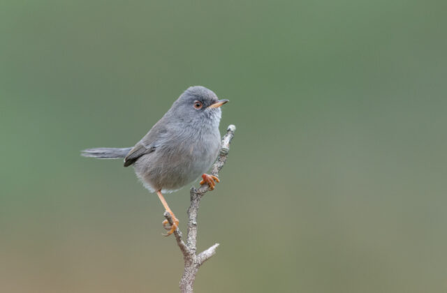 Marmora’s Warbler
