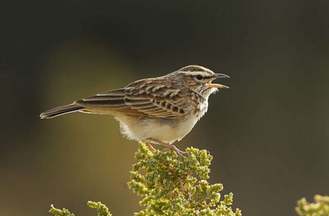 Fawn-colored Lark