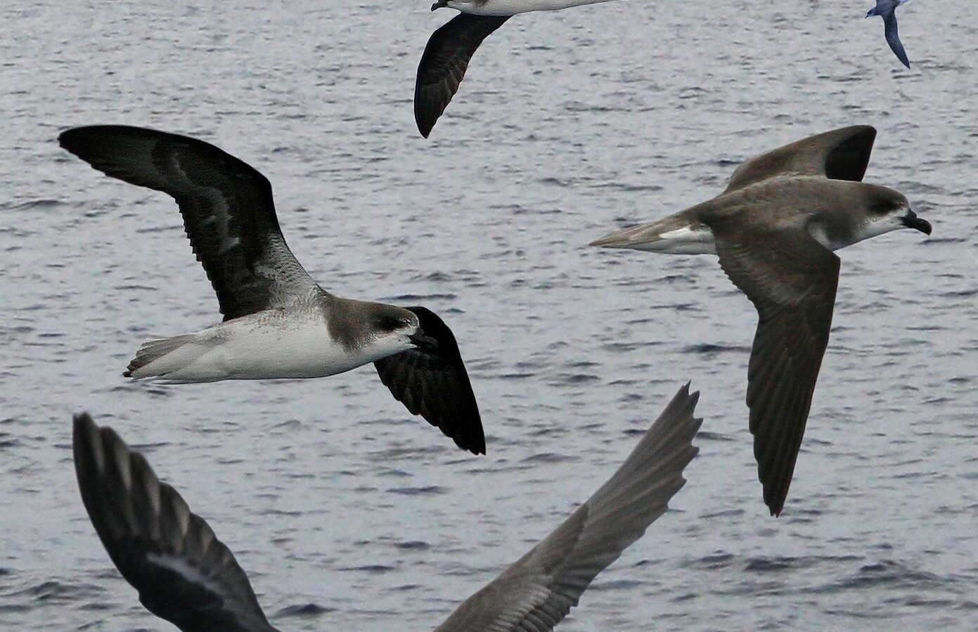 Fea’s Petrel