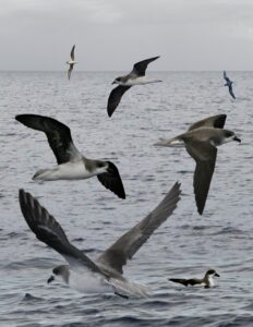 Fea’s Petrel