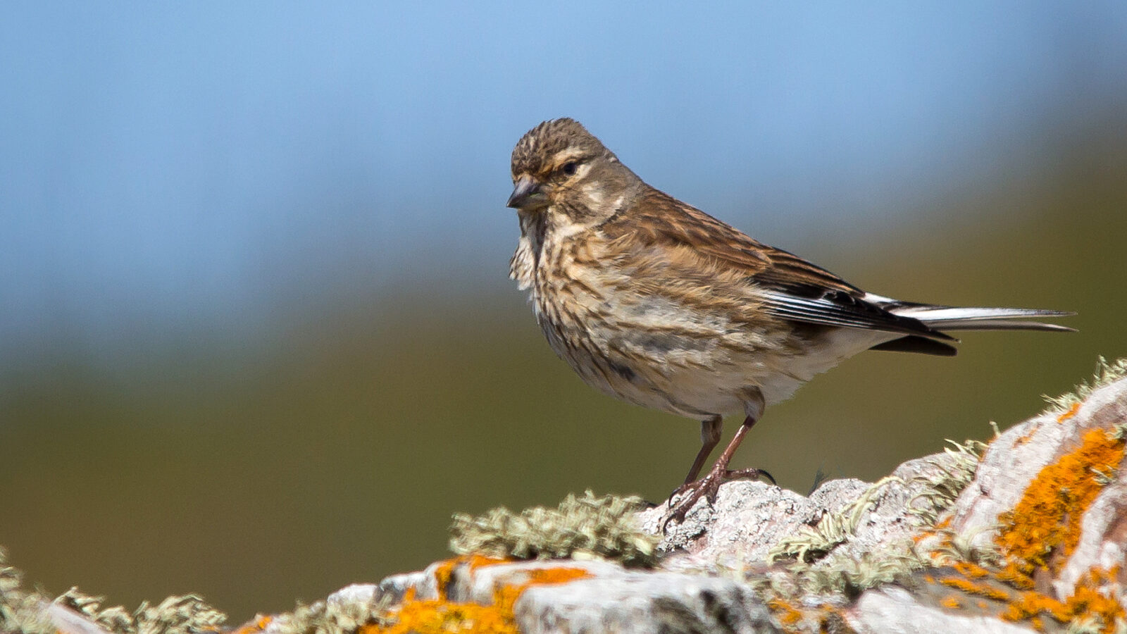Common Linnet