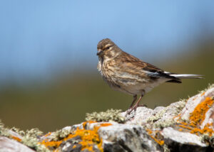 Common Linnet