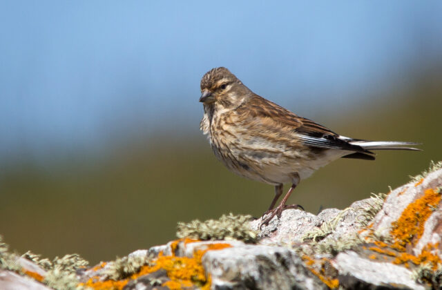 Common Linnet