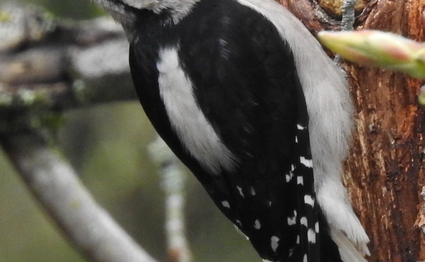 Downy Woodpecker