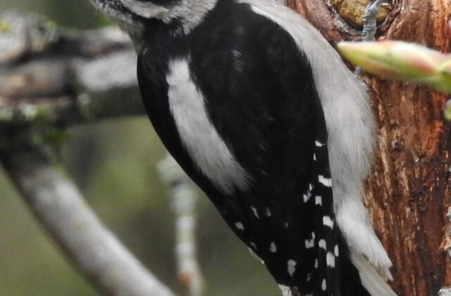 Downy Woodpecker