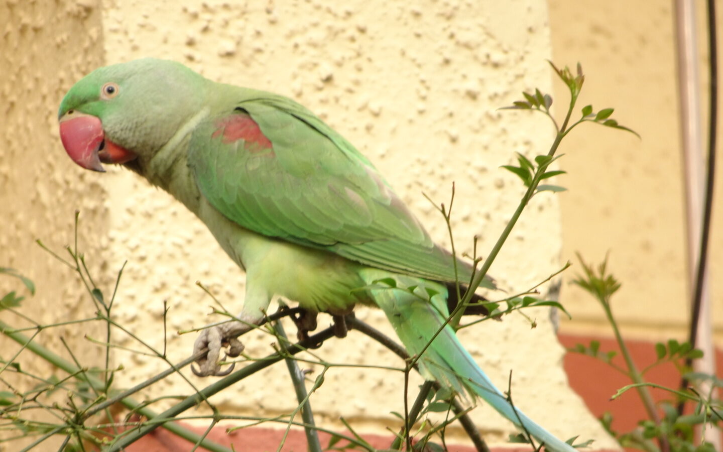 Alexandrine Parakeet