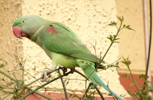 Alexandrine Parakeet