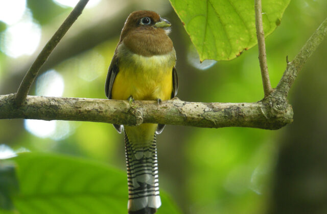Northern Black-throated Trogon