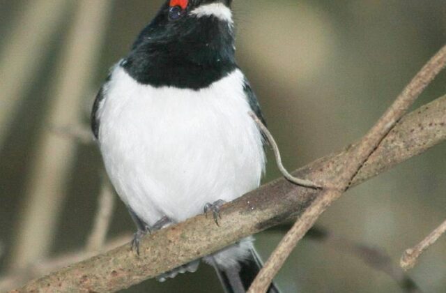 Black-throated Wattle-eye