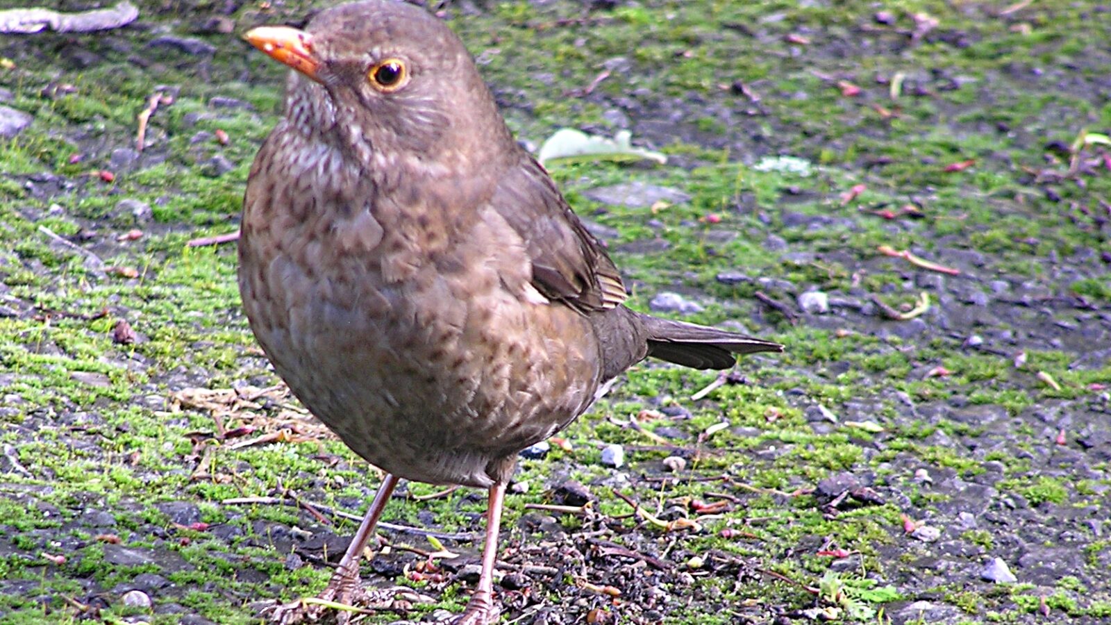 Common Blackbird