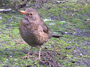 Common Blackbird