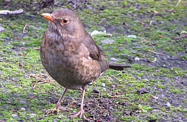 Common Blackbird