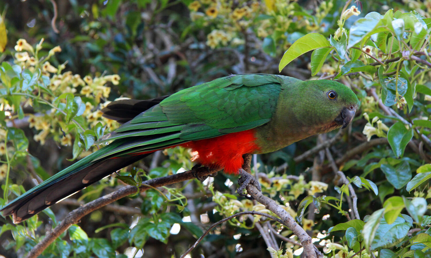 Australian King Parrot