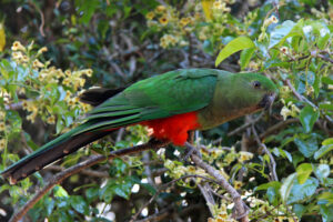 Australian King Parrot
