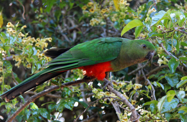 Australian King Parrot