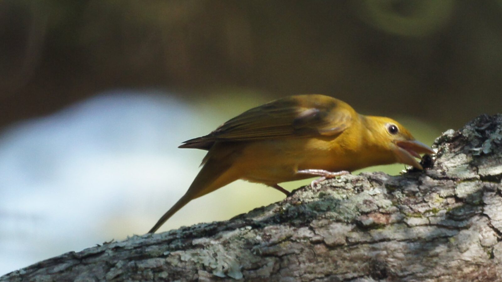 Summer Tanager