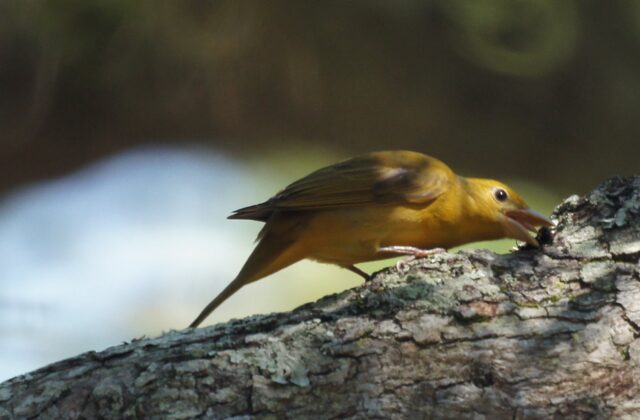 Summer Tanager
