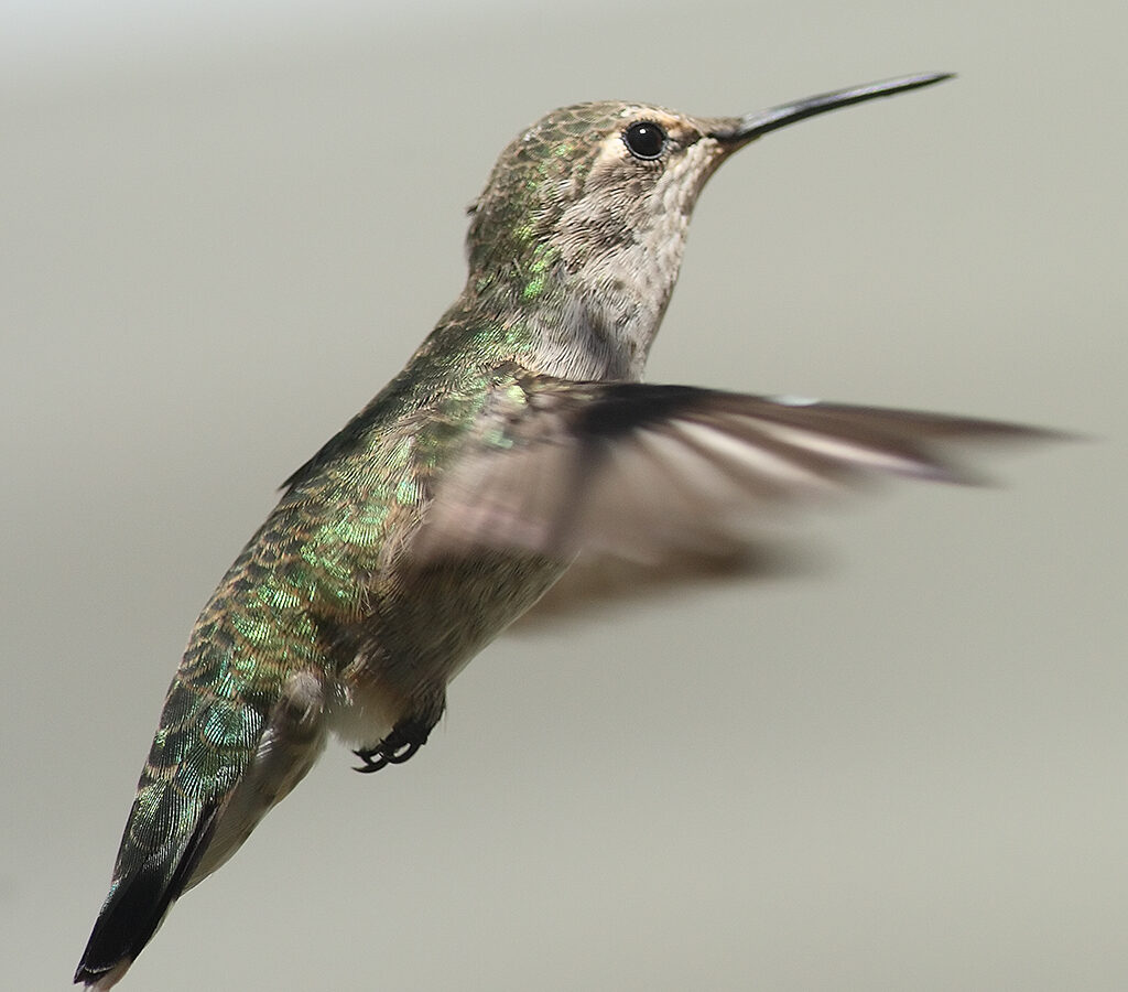 Anna’s Hummingbird
