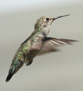 Anna’s Hummingbird