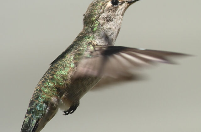 Anna’s Hummingbird