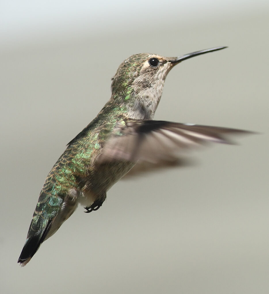 Anna’s Hummingbird