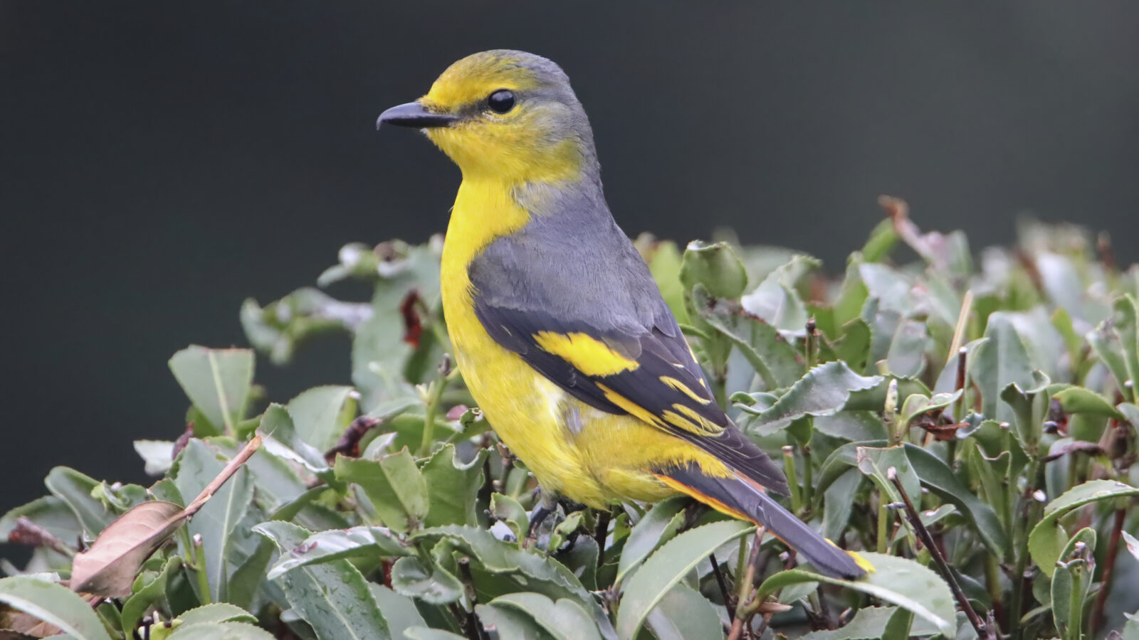 Scarlet Minivet