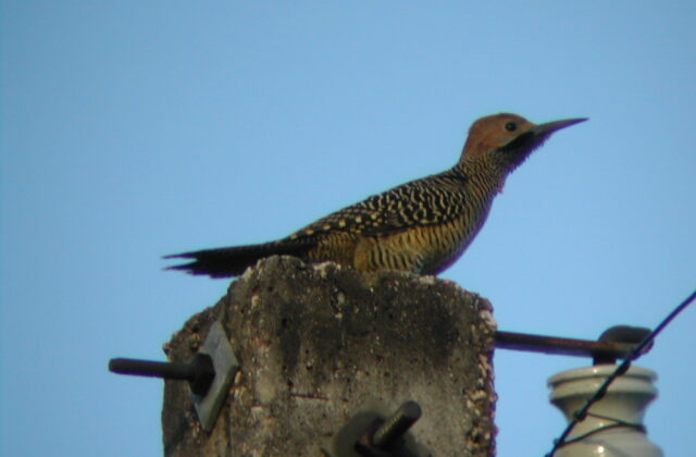 Fernandina’s Flicker