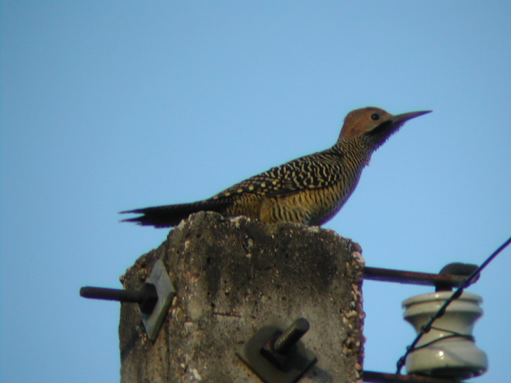 Fernandina’s Flicker